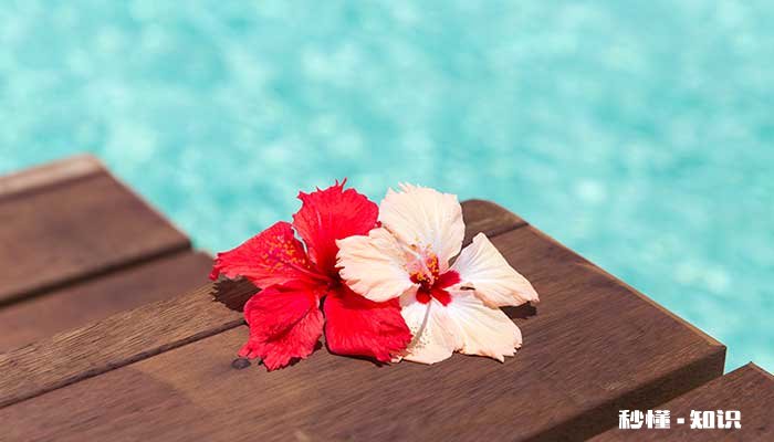 芙蓉花花语 芙蓉花花语是什么
