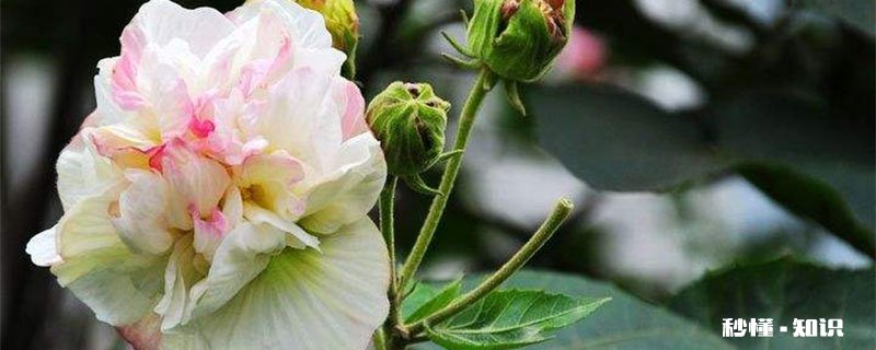 芙蓉花花语 芙蓉花花语是什么