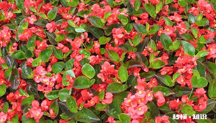 四季海棠怎么修剪 四季海棠的修剪方法