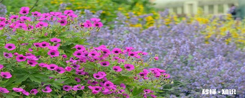 旋花科植物有哪些 有哪些旋花科植物