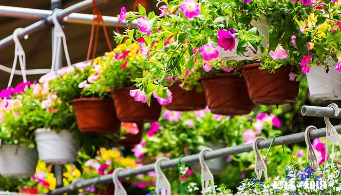 旋花科植物有哪些 有哪些旋花科植物