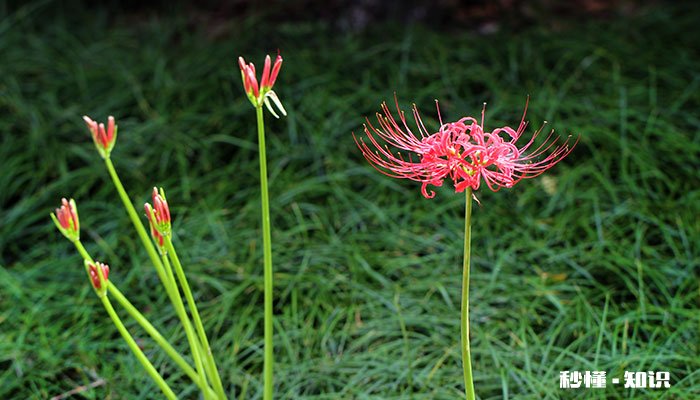 曼珠沙华花语 曼珠沙华花语是什么