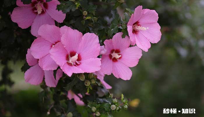 小木槿怎么修剪 小木槿的修剪方法