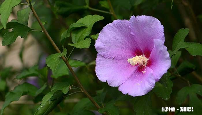 小木槿怎么修剪 小木槿的修剪方法