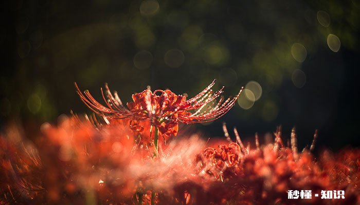 曼珠沙华的花语 曼珠沙华的花语是什么