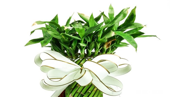 富贵竹施什么肥 富贵竹怎么施肥