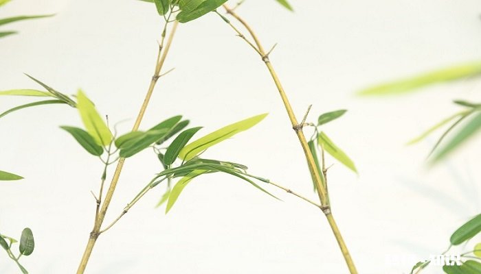 富贵竹施什么肥 富贵竹怎么施肥