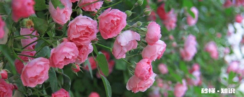 蔷薇花语 蔷薇花语是什么