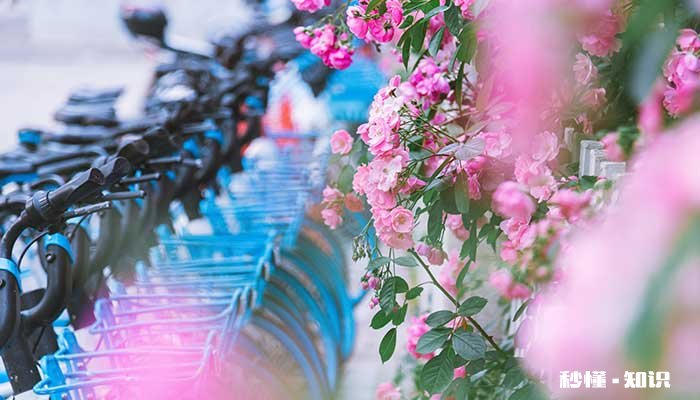 蔷薇花语 蔷薇花语是什么