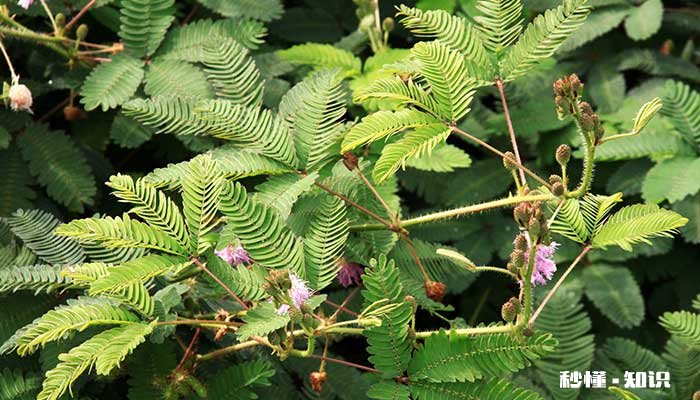 含羞草怎么养 怎么养含羞草