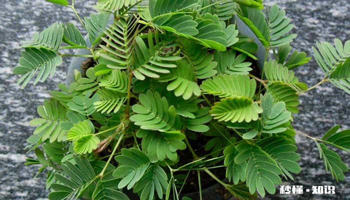 含羞草怎么养 怎么养含羞草