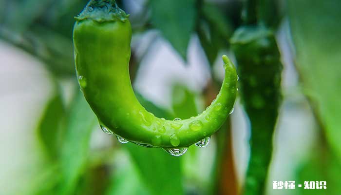 辣椒施什么肥 辣椒怎么施肥