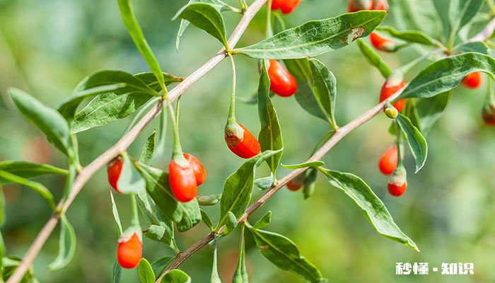 枸杞树怎么修剪 枸杞树的修剪方法