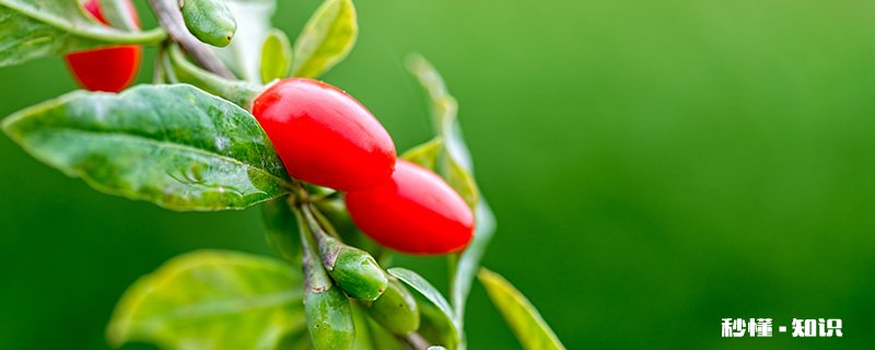 枸杞树怎么修剪 枸杞树的修剪方法