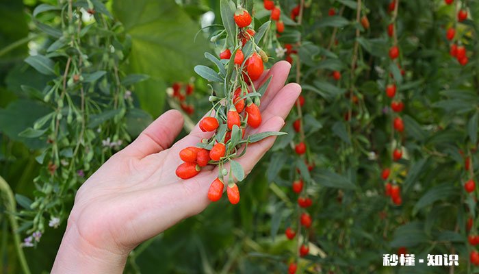 枸杞树怎么修剪 枸杞树的修剪方法