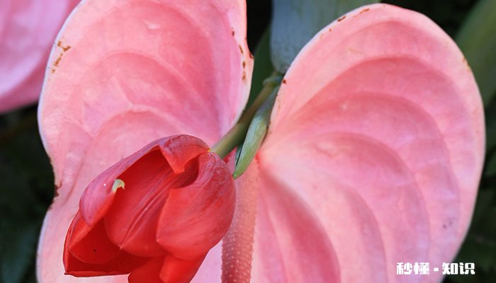 粉掌的养殖方法和注意事项 粉掌的养殖方法