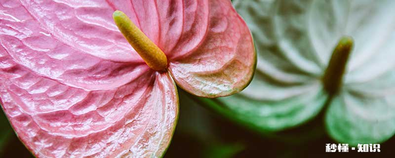 粉掌的养殖方法和注意事项 粉掌的养殖方法