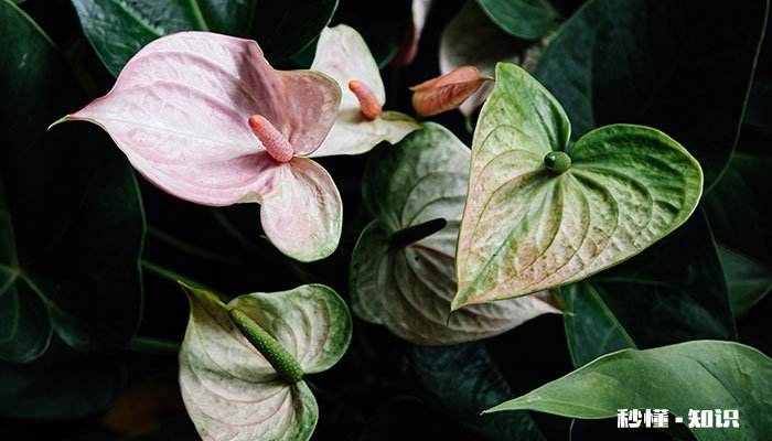 粉掌的养殖方法和注意事项 粉掌的养殖方法