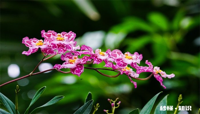 五月开的花有哪些 哪些花五月开放