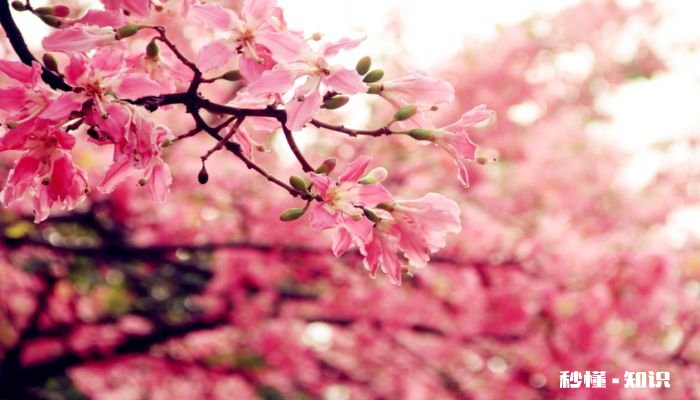 木棉花的花语 木棉花的花语是什么