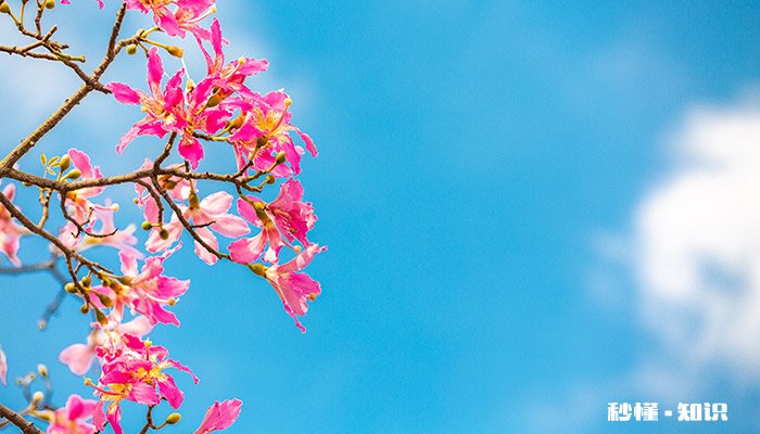 木棉花的花语 木棉花的花语是什么