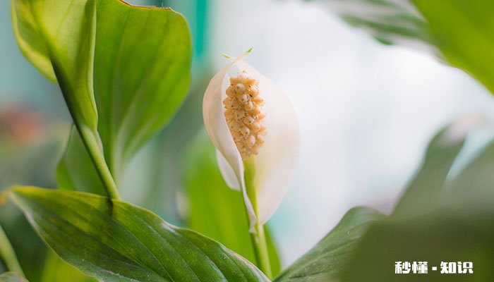 一帆风顺花怎么修剪 一帆风顺花的修剪方法