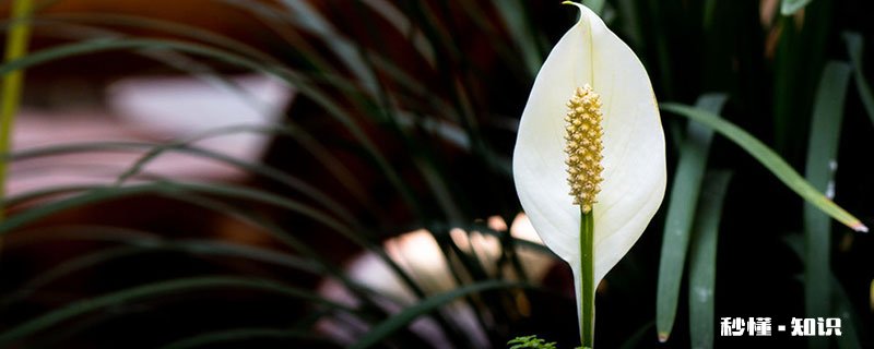 一帆风顺花怎么修剪 一帆风顺花的修剪方法