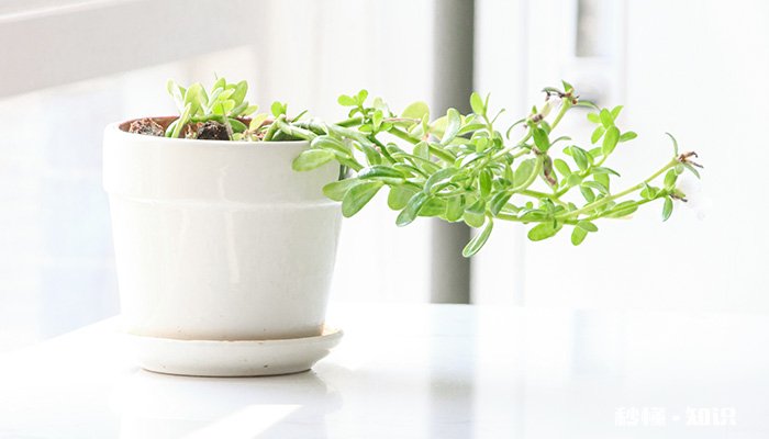 牡丹吊兰的养殖方法和注意事项 牡丹吊兰的养殖方法