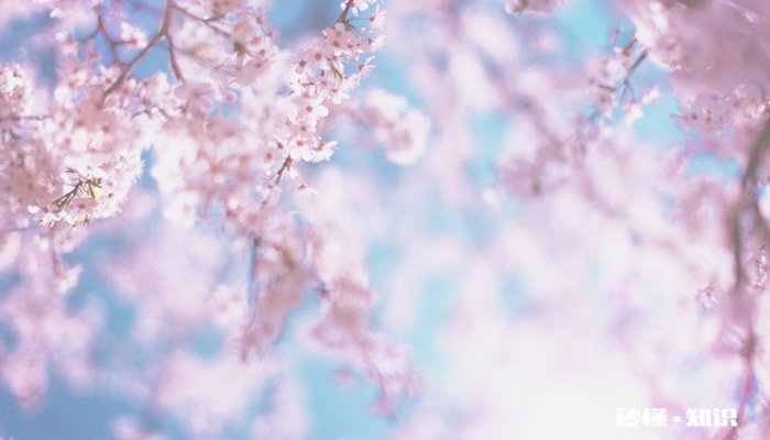 樱花的花语是什么 樱花的花语