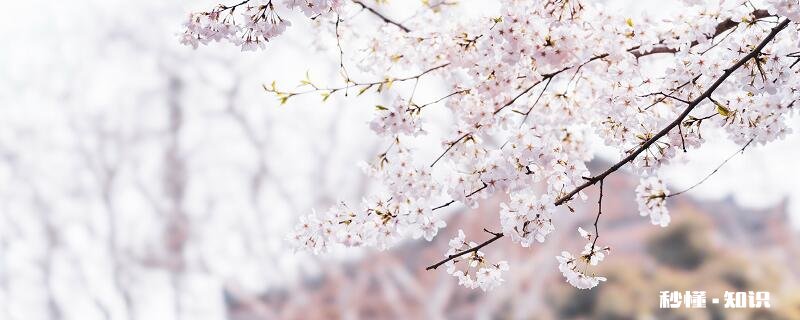 樱花的花语是什么 樱花的花语