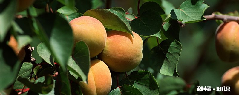 桃树硬核期施什么肥 桃树硬核期怎么施肥