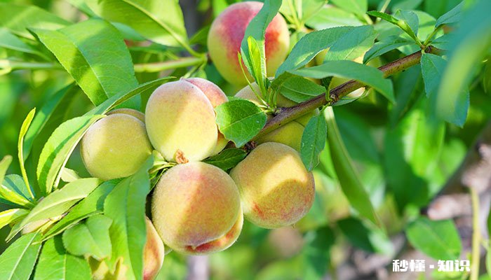 桃树硬核期施什么肥 桃树硬核期怎么施肥