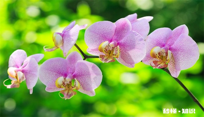 兰花施什么肥好 兰花怎么施肥