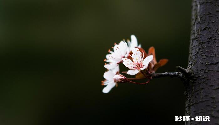 梨花什么时候开 梨花的开花时间