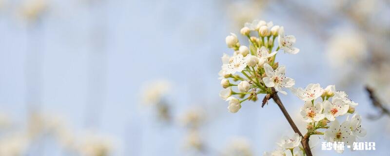 梨花什么时候开 梨花的开花时间