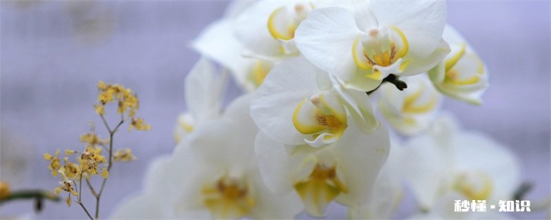 蝴蝶兰花语 蝴蝶兰花语是什么