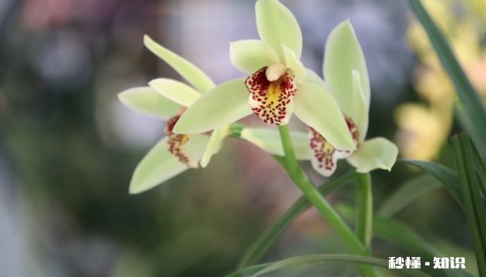 兰花施什么肥最好 兰花施什么肥