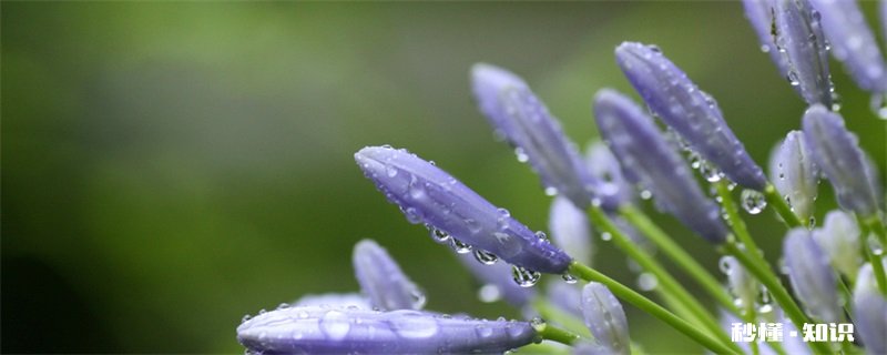 兰花施什么肥最好 兰花施什么肥