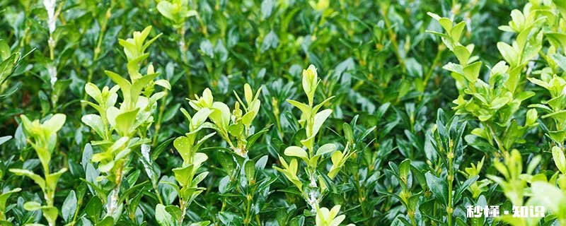 黄杨的养殖方法和注意事项 黄杨的养殖方法