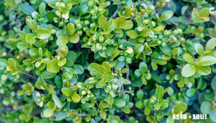 黄杨的养殖方法和注意事项 黄杨的养殖方法