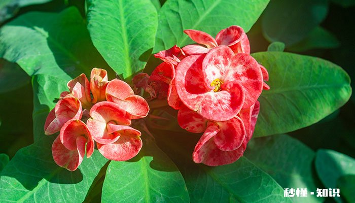 刺梅的养殖方法和注意事项 刺梅的养殖方法