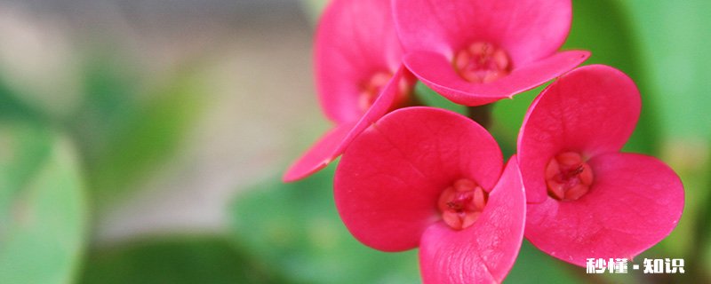 刺梅的养殖方法和注意事项 刺梅的养殖方法