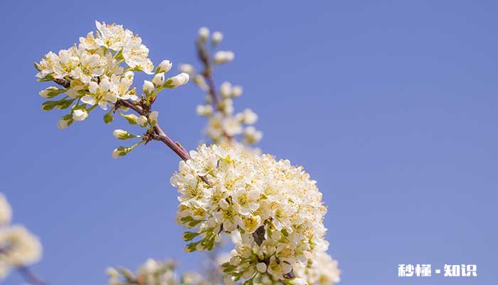 开白花的树有哪些 有哪些树开白花