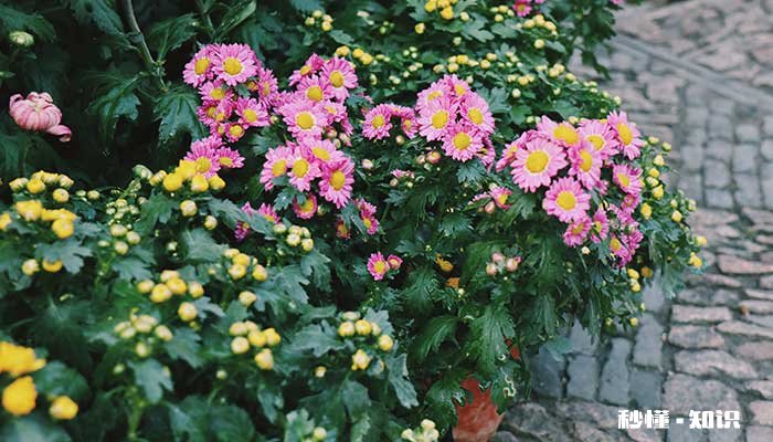 开花植物施什么肥 开花植物施哪些肥
