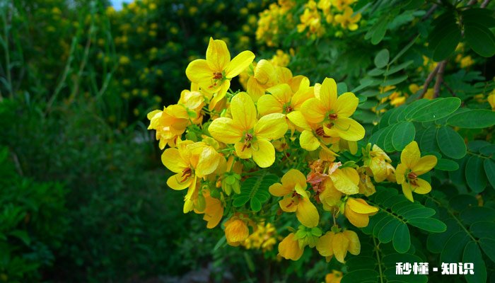 哪些树有树脂 哪些树容易分泌树脂