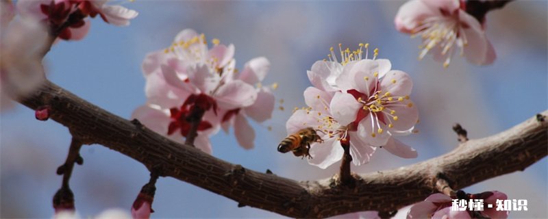 杏花什么时候开 杏花的开花时间