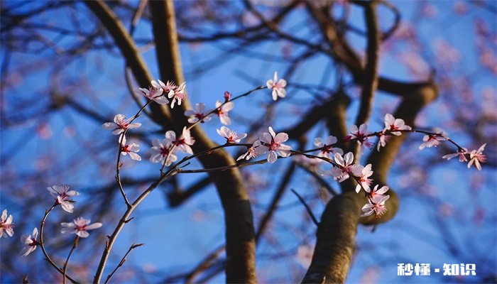 杏花什么时候开 杏花的开花时间