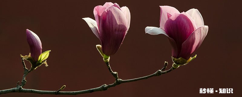 木槿怎么修剪 木槿的修剪方法