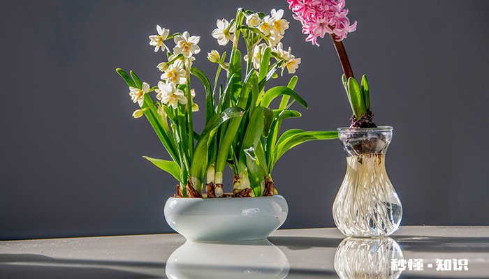 春天开的花 春天开的花有哪些