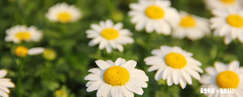 春天开的花 春天开的花有哪些